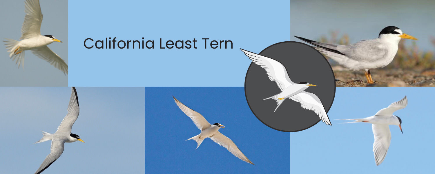 Least tern logo development study