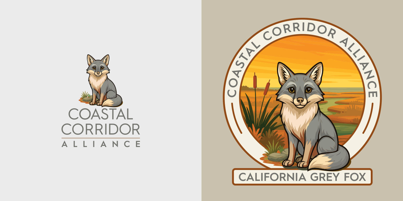 Coastal Corridor Alliance California grey fox artwork