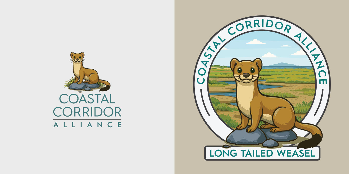 Coastal Corridor Alliance long tailed weasel artwork